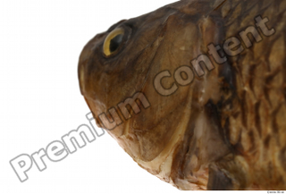 Common chub Squalius cephalus head 0008.jpg